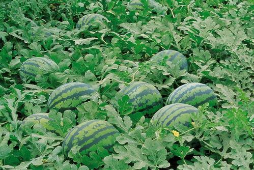 718娱乐吃瓜入口,一场吃瓜盛宴背后的真相与内幕