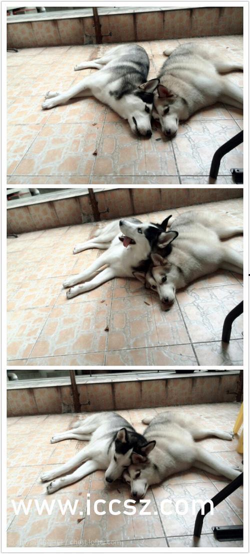 天牛起飞爆料视频大全,揭秘神秘生物的空中奇观  第3张